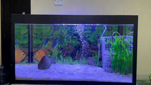 80x40x45cm Glass Aquarium Tank with Table, LED Lighting and heater. Discus fish different price