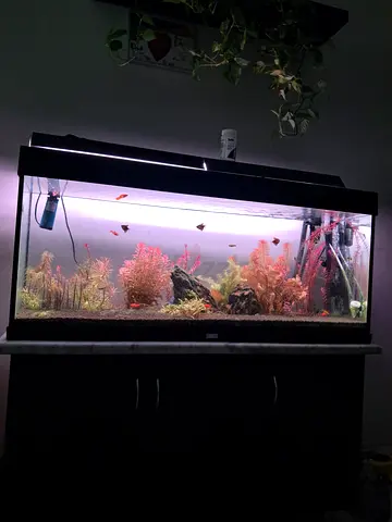 Large Glass Aquarium Tank with Cabinet