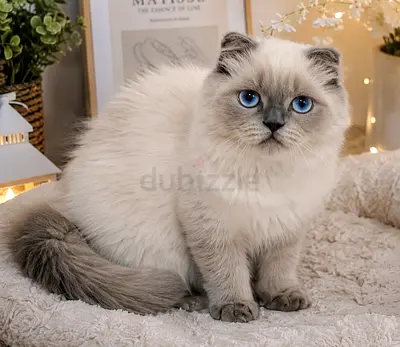 Scottish Fold Long (Blue Point ) TOP Quality