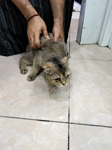 Young female cat available for adoption - friendly indoor cat