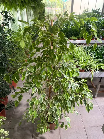Ficus Benjamina Twilight