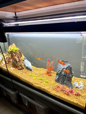 30L Glass Fish Aquarium with Gravel, Rocks and Small Tropical Fish - Ready to Move. Full set!