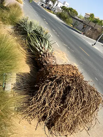 Khlas date tree
