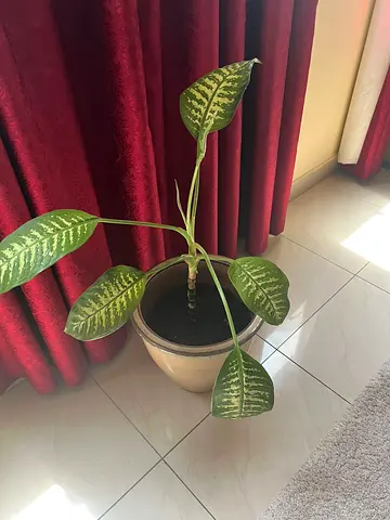 Plant
