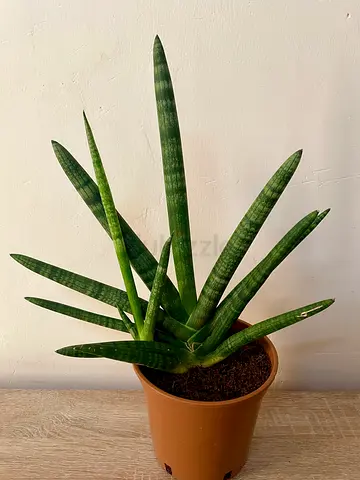 Sansevieria Starfish