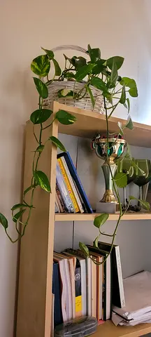 pothos