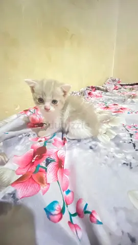 Scottish kitten