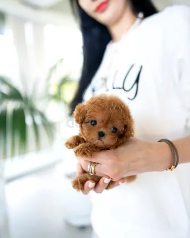 Tiny toy poodle puppy — healthy, 10 weeks old