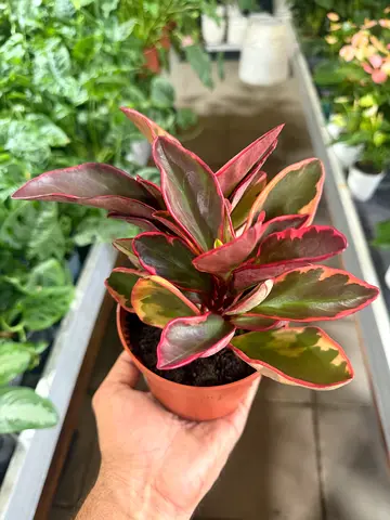 Peperomia clusiifolia 'Ginny'