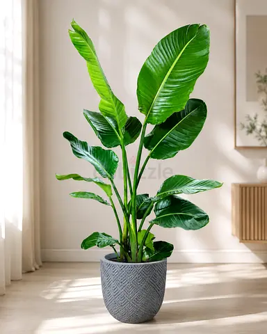 Larg bird of paradise Indoor plant in grey fiber  pot