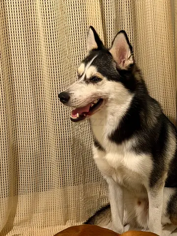 HUSKY FOR ADOPTION