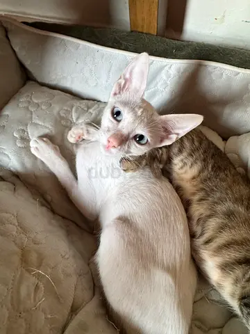 Little girls looking for family