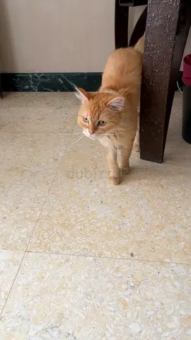 Friendly orange long-haired cat — looking for a new home