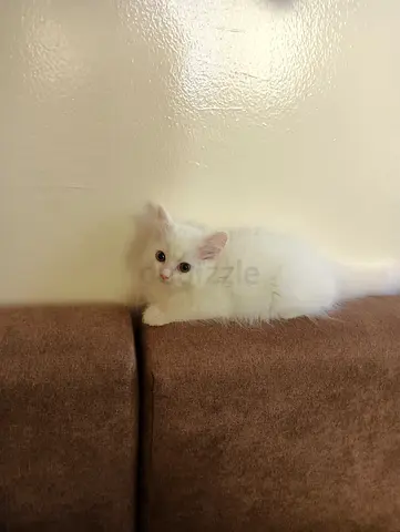 Pure Persian Kittens