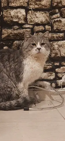 Male cat British shortair 2 years vaccinated free adoption