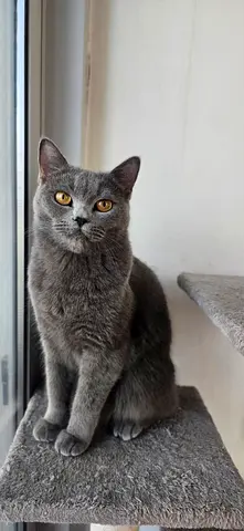 Friendly 1-year-old British Shorthair ready for adoption
