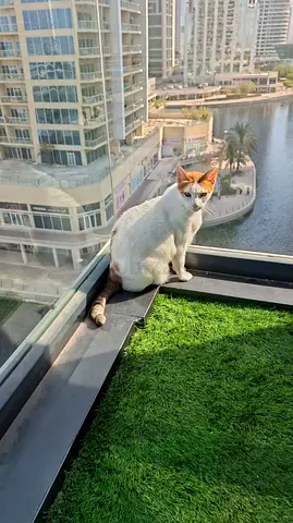Cat for adoption