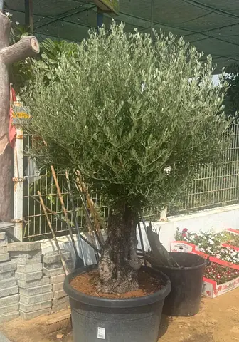 Mature potted olive tree (large) - ready for garden or patio
