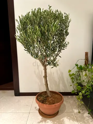 Olive tree 135cm