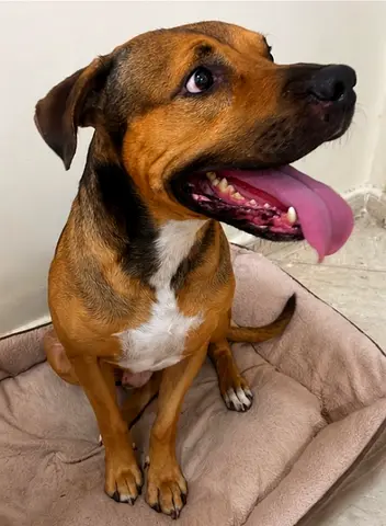 Friendly male dog — vaccinated; gets along well with people and loves children