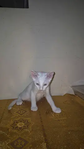 Cats