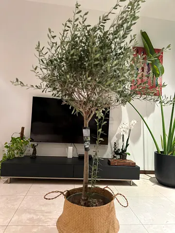Olive tree 175cm