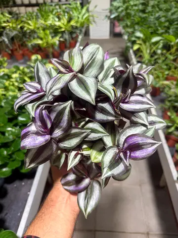 Tradescantia zebrina
