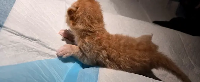 Persian kitten urgently looking for new home