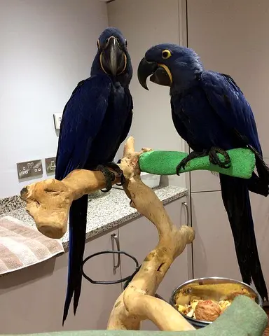 Hyacinth Parrots