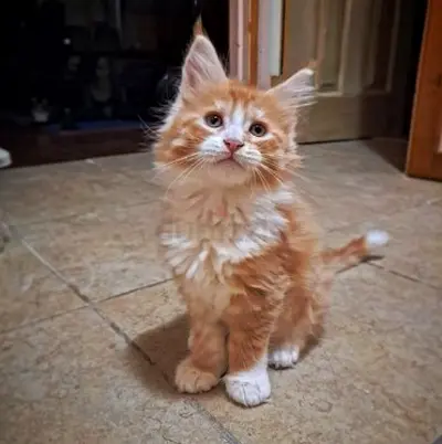 Adorable British shorthair kitten