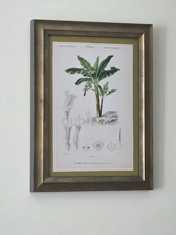 Framed pictute Banana Plant