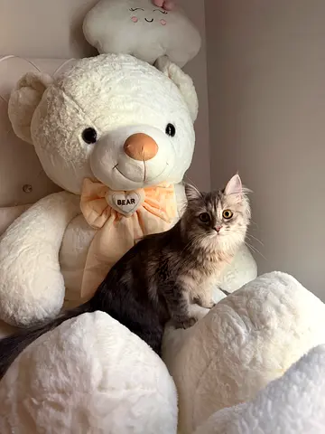Cat adopt