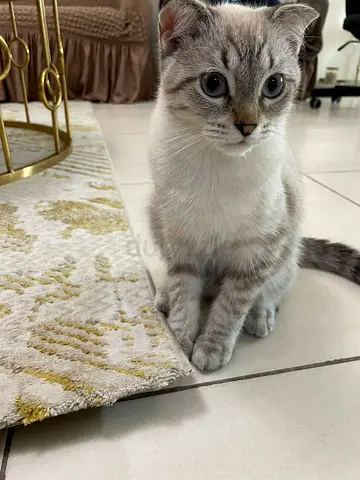 9 month old scottish fold kitten