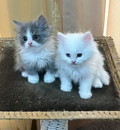 Persian kitten for adoption