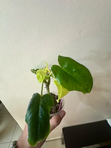 philodendron burle marx variegated
