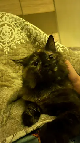 Cat for adoption