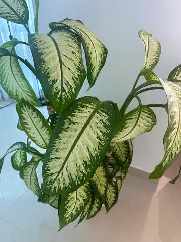Large variegated Dieffenbachia (dumb cane) indoor plant - healthy