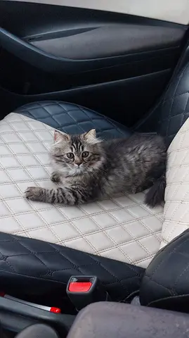 Cats Ready for adoption