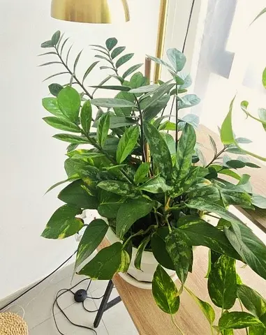 Set of Healthy Indoor Plants for Sale