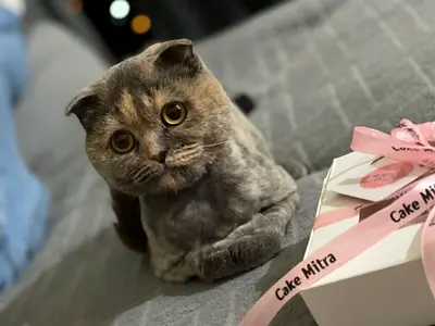Scottish Fold Looking for a Loving Home