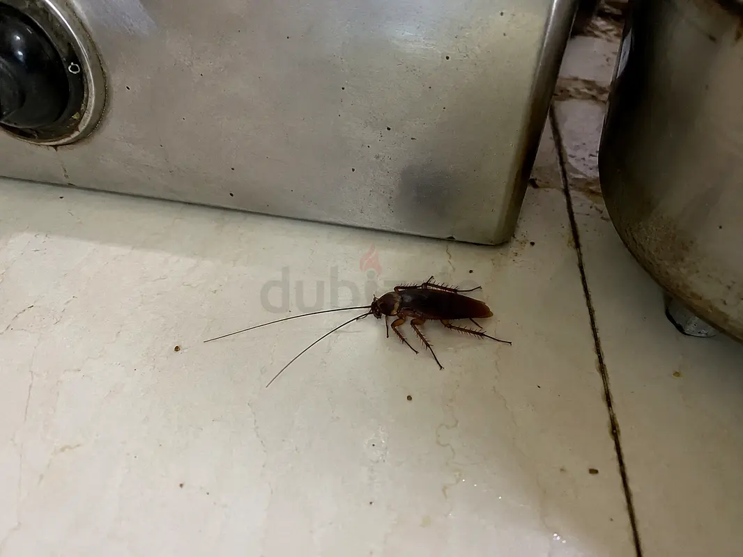 DPV_View_Image_2