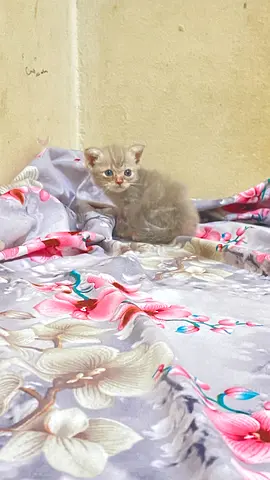 Scottish kitten