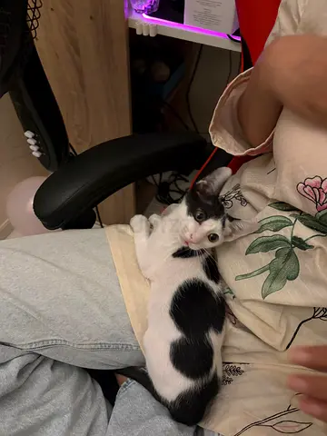 rescued kitten very friendly and playful completely vaccinated im trying to find a loving home