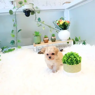 Tiny Cream Colored Puppy for Adoption