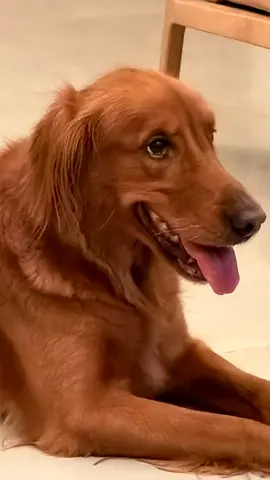 Dog for adoption
