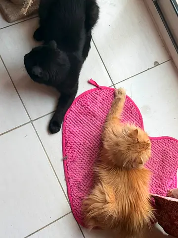 Cats (couple) looking for forever home