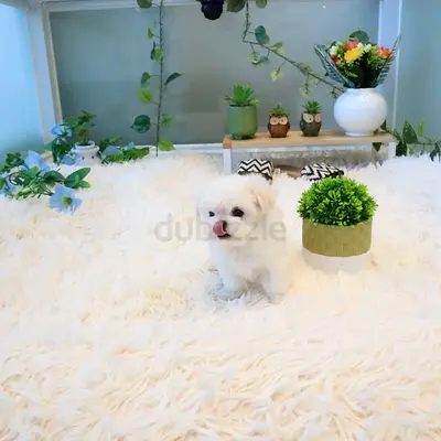 The master of playing alone, our lovely Maltese Prince Milk~ 🥰🥰