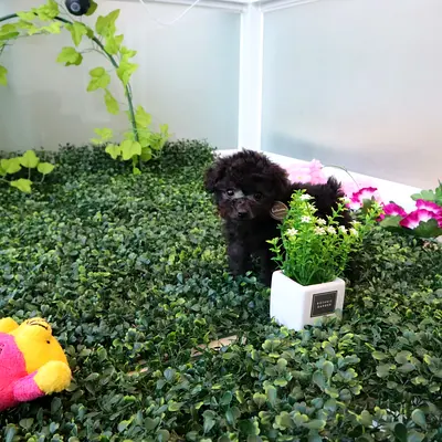Tiny black teacup poodle puppy — playful and vaccinated