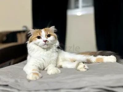 Rescue British long hair