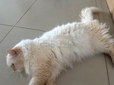 Free for Adoption persian white cat